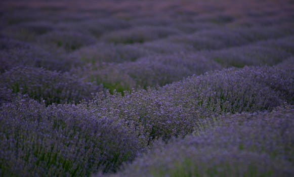 a serene therapy garden with blooming flowers