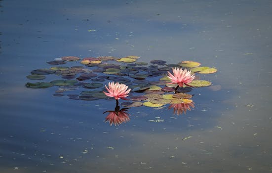 a peaceful garden with flowers