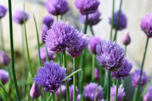 a vibrant herb garden