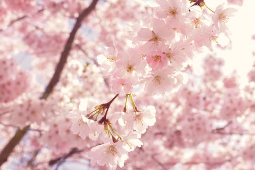 a beautiful garden filled with flowers